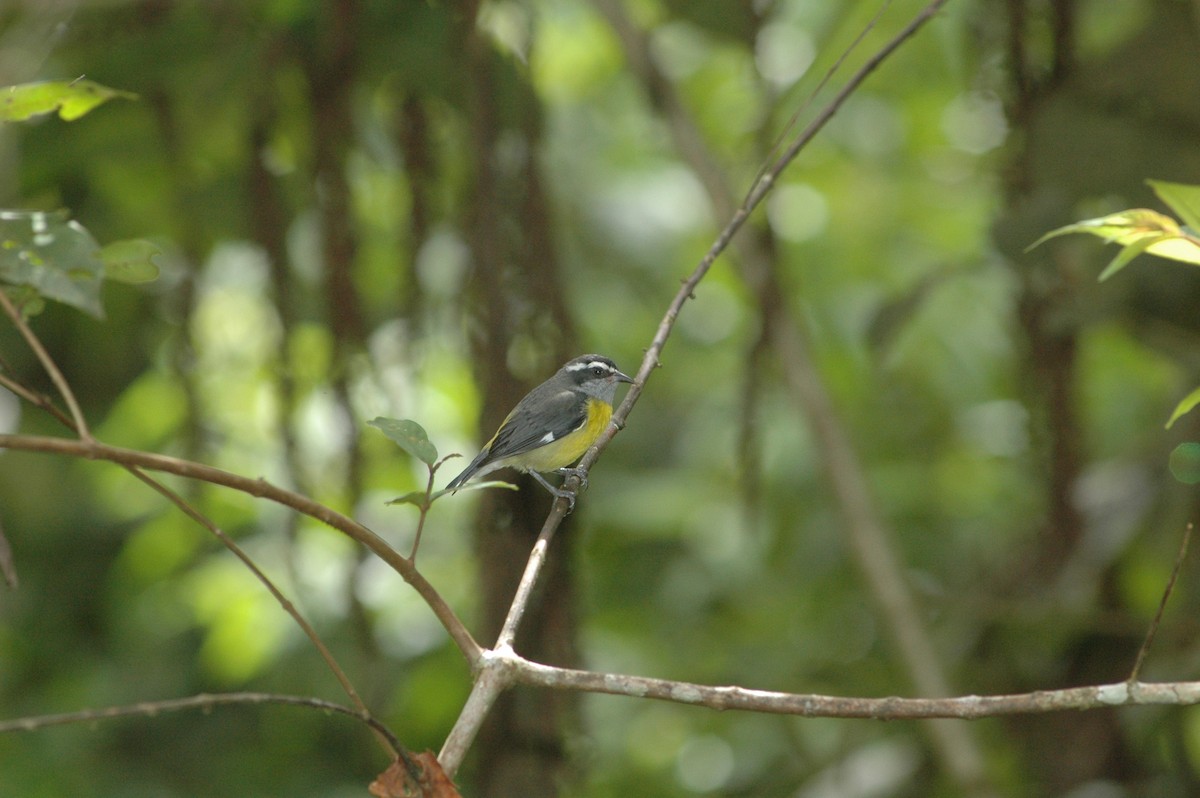 Bananaquit - Francisco Sornoza