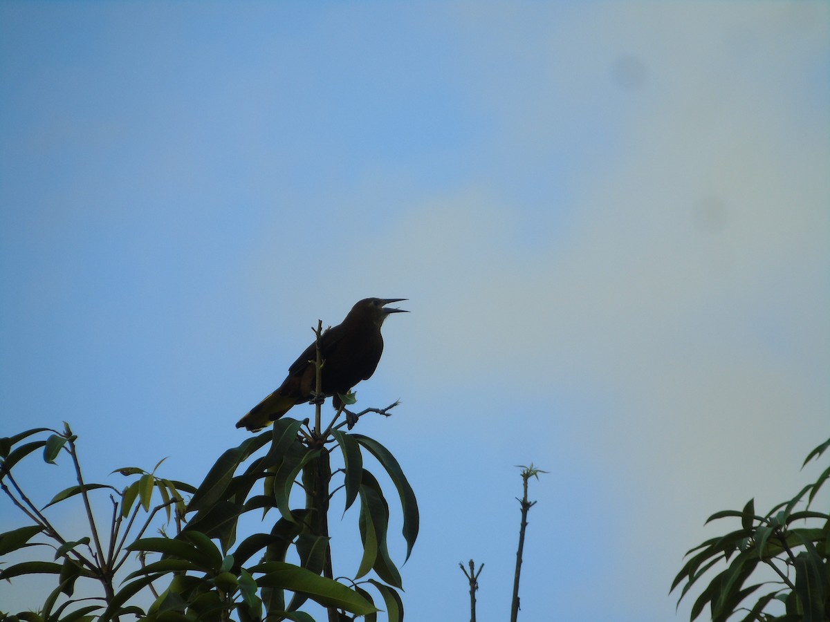 Russet-backed Oropendola - Keyko Geraldy Saravia Llaja