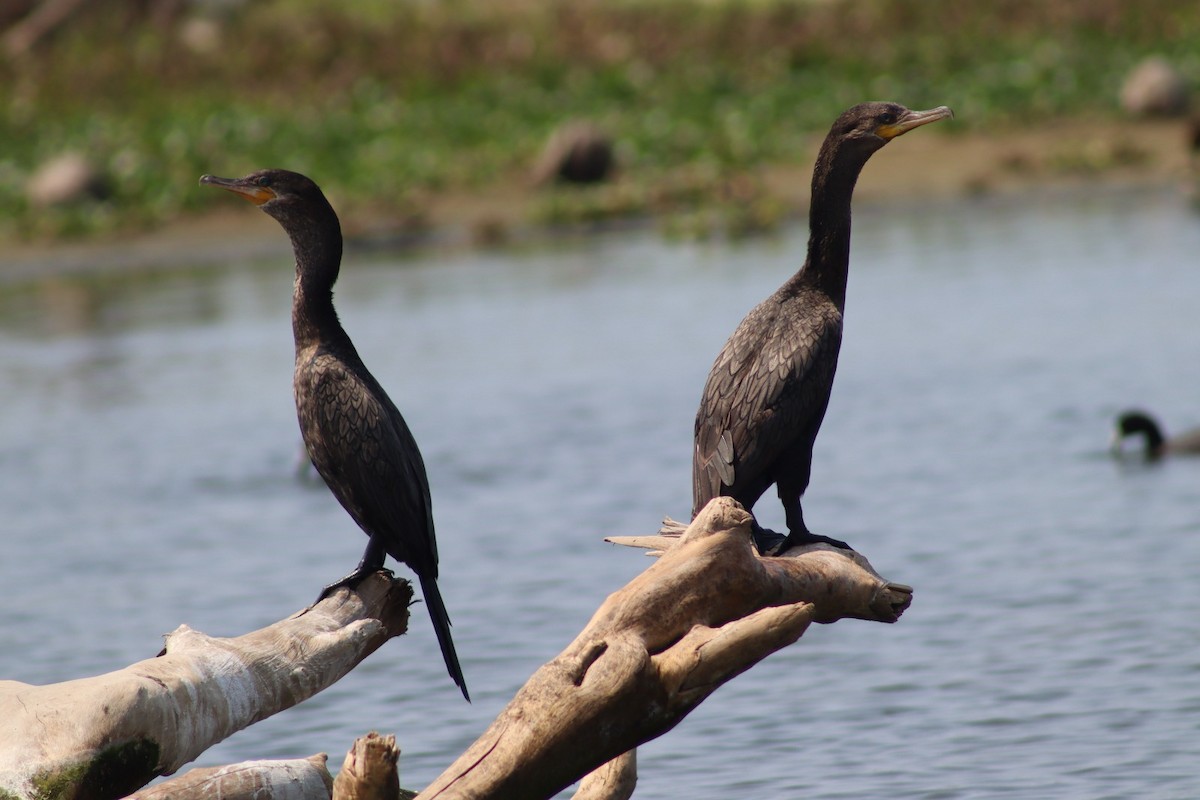 Neotropic Cormorant - Luz Mariana Martínez Barrera