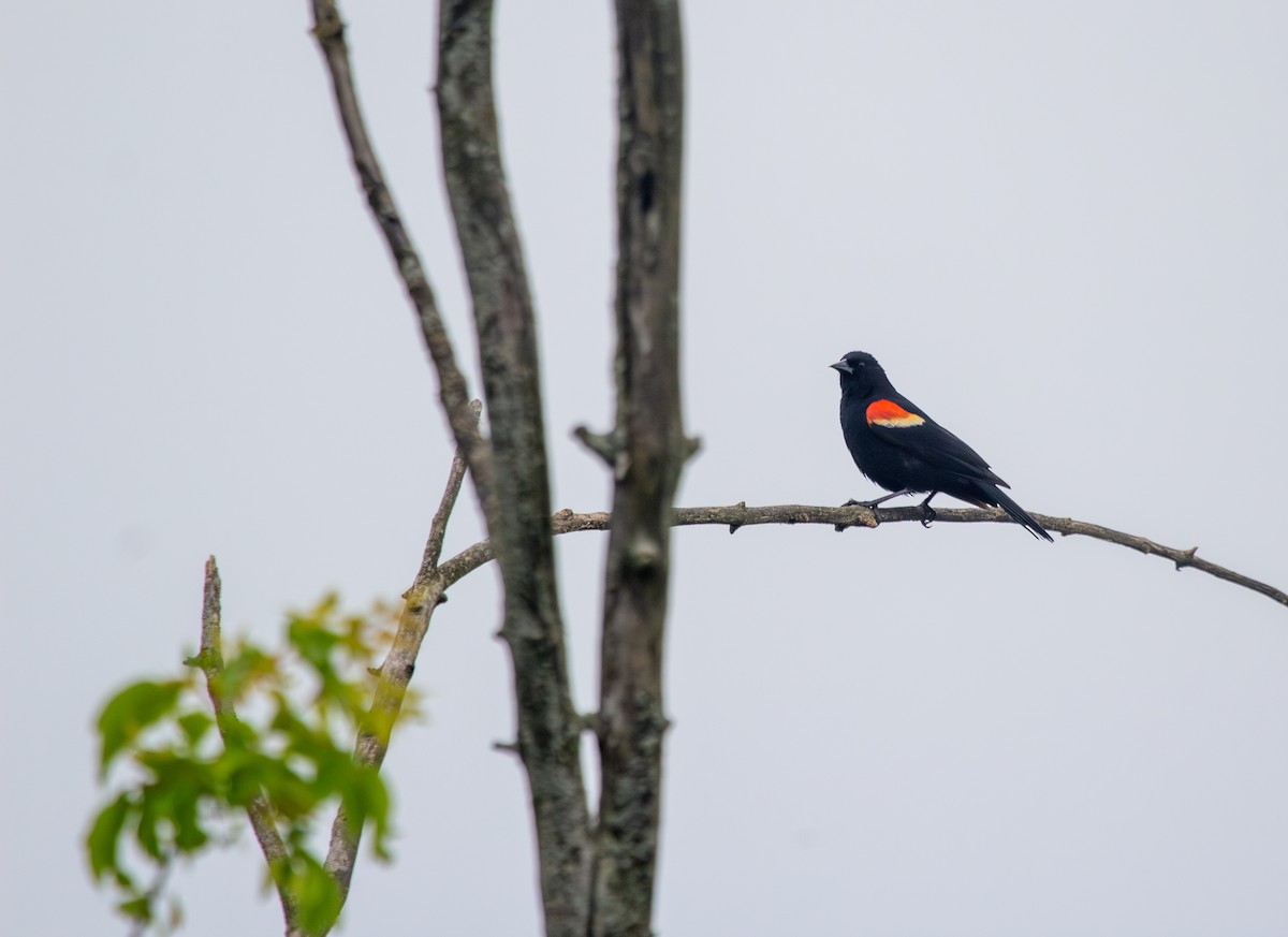 Red-winged Blackbird - Nathan McCarty