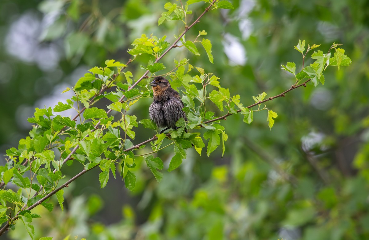 Red-winged Blackbird - Nathan McCarty