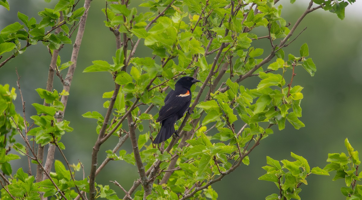 Red-winged Blackbird - ML619645018