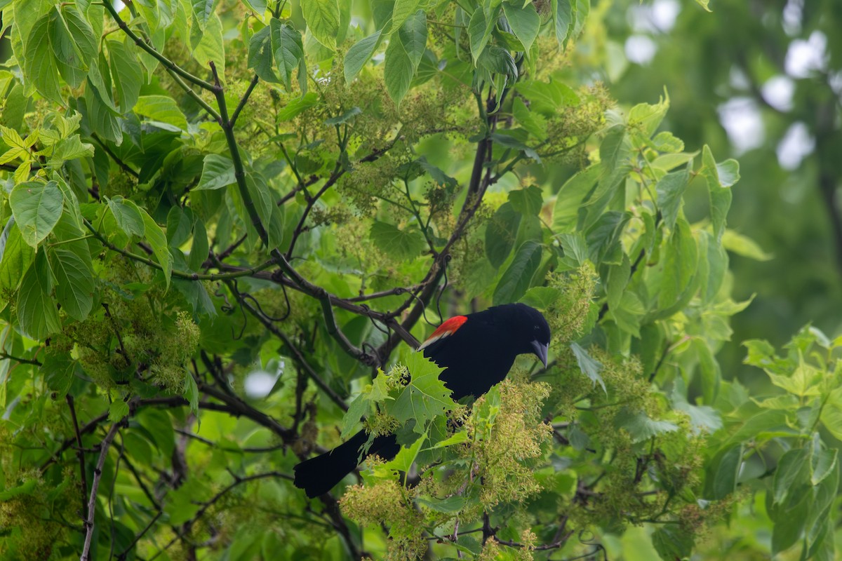 Red-winged Blackbird - Nathan McCarty