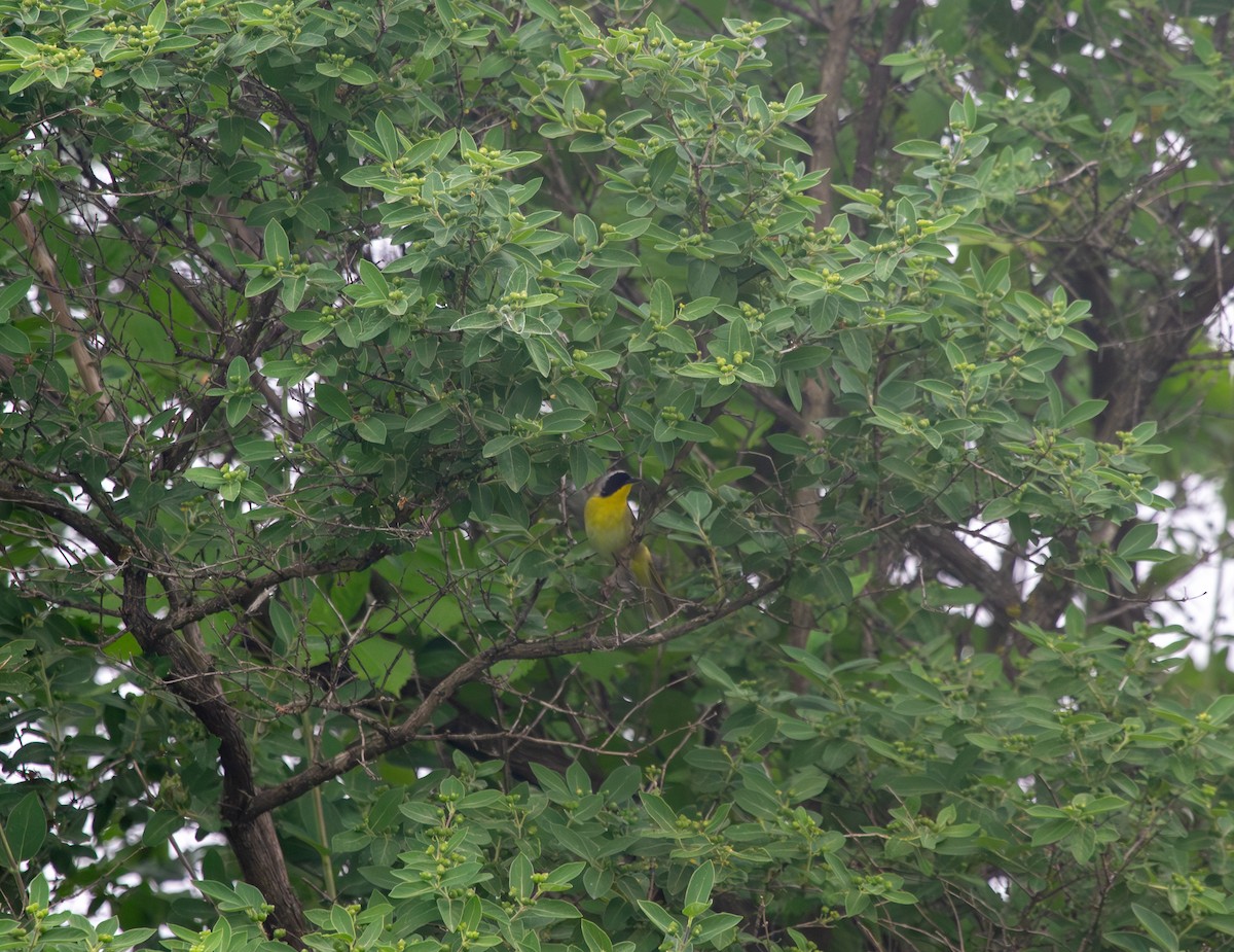 Common Yellowthroat - Nathan McCarty