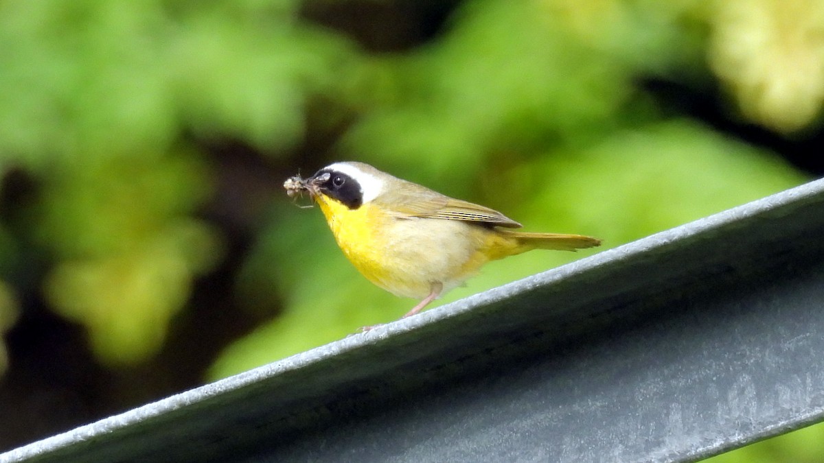 Common Yellowthroat - Erik Brown