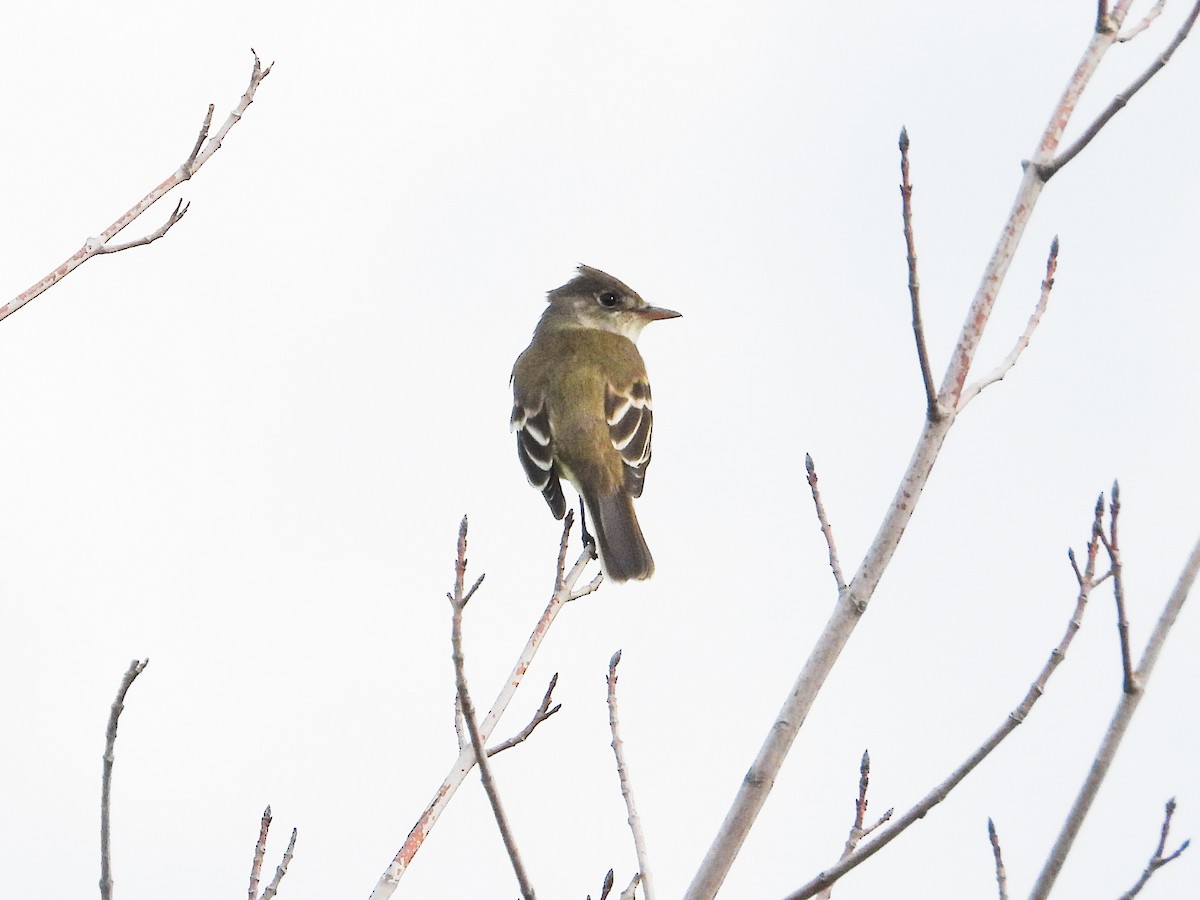 Willow Flycatcher - Haley Gottardo