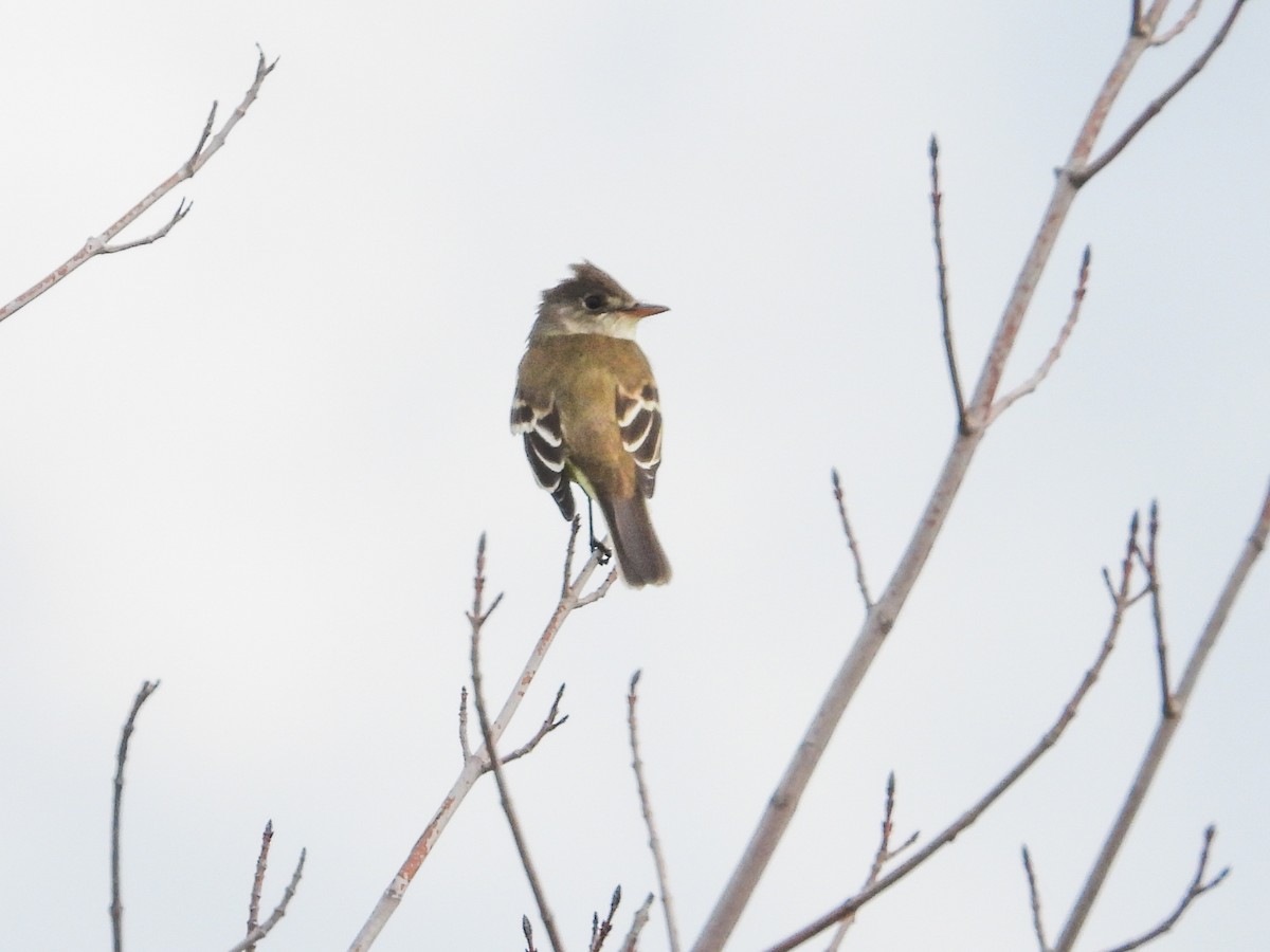 Willow Flycatcher - Haley Gottardo