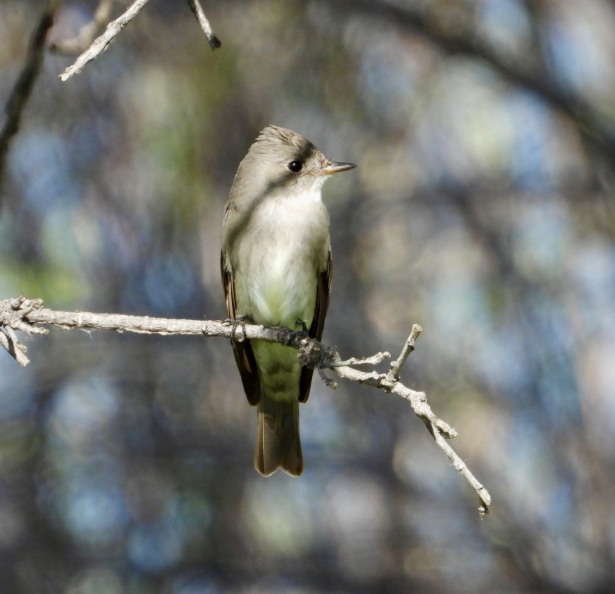 Western Wood-Pewee - Erin Jones