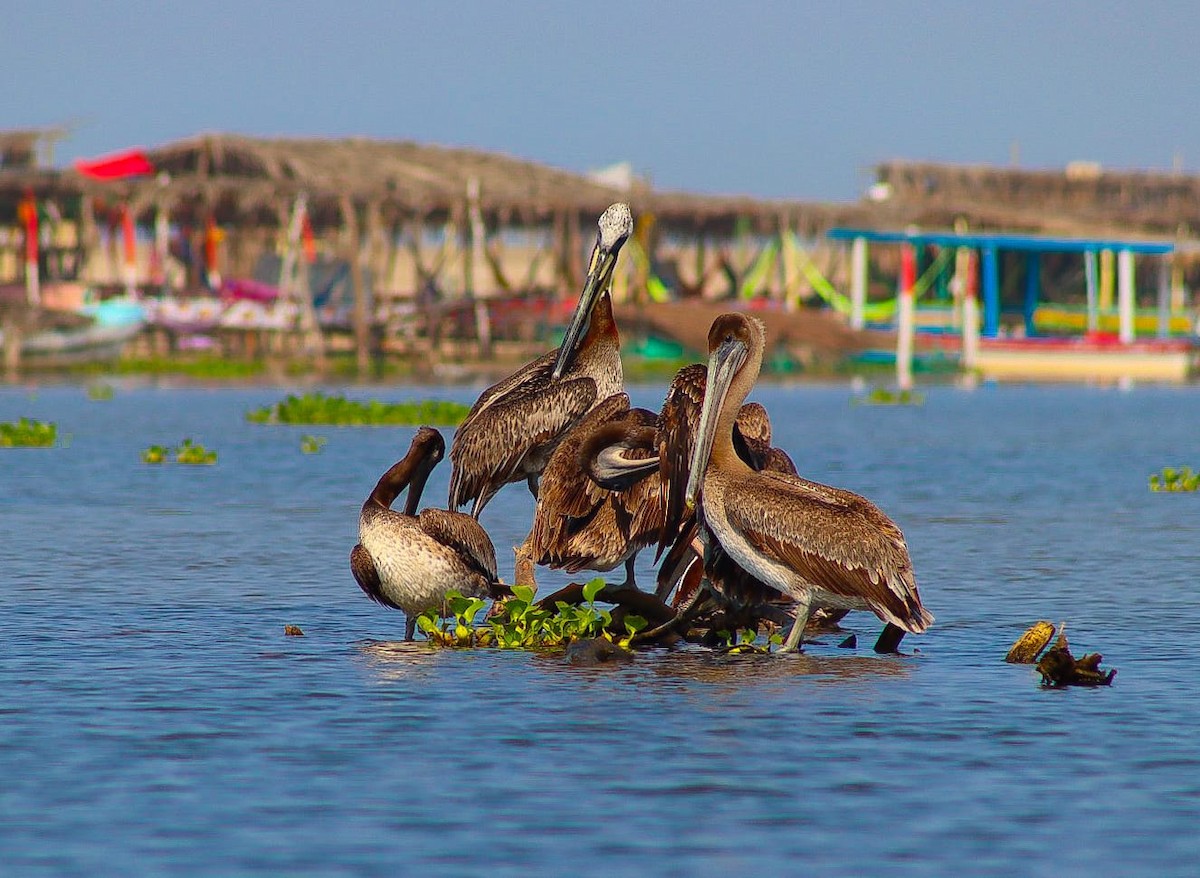 Brown Pelican - Luz Mariana Martínez Barrera