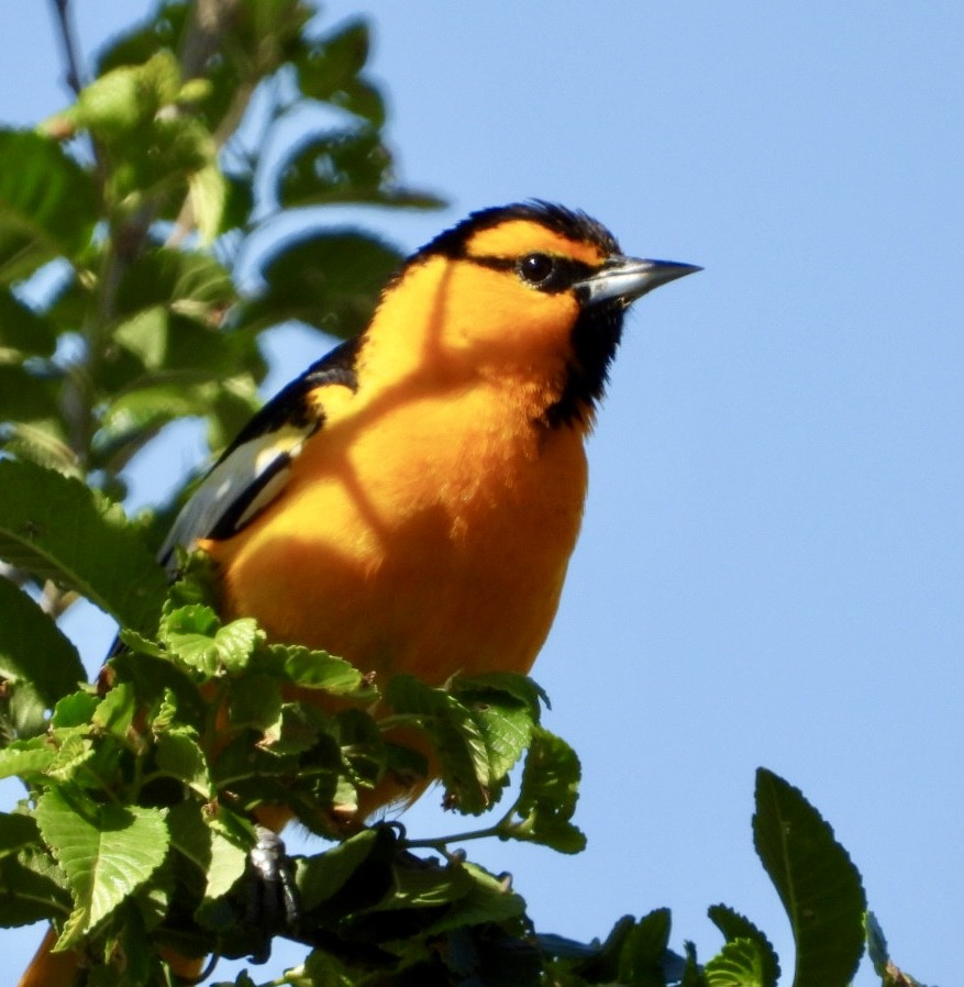 Bullock's Oriole - ML619645031