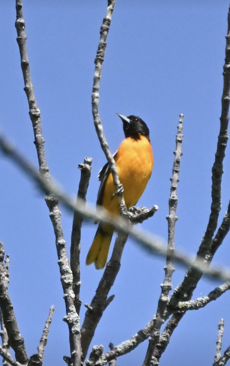 Baltimore Oriole - Sylvie Rioux