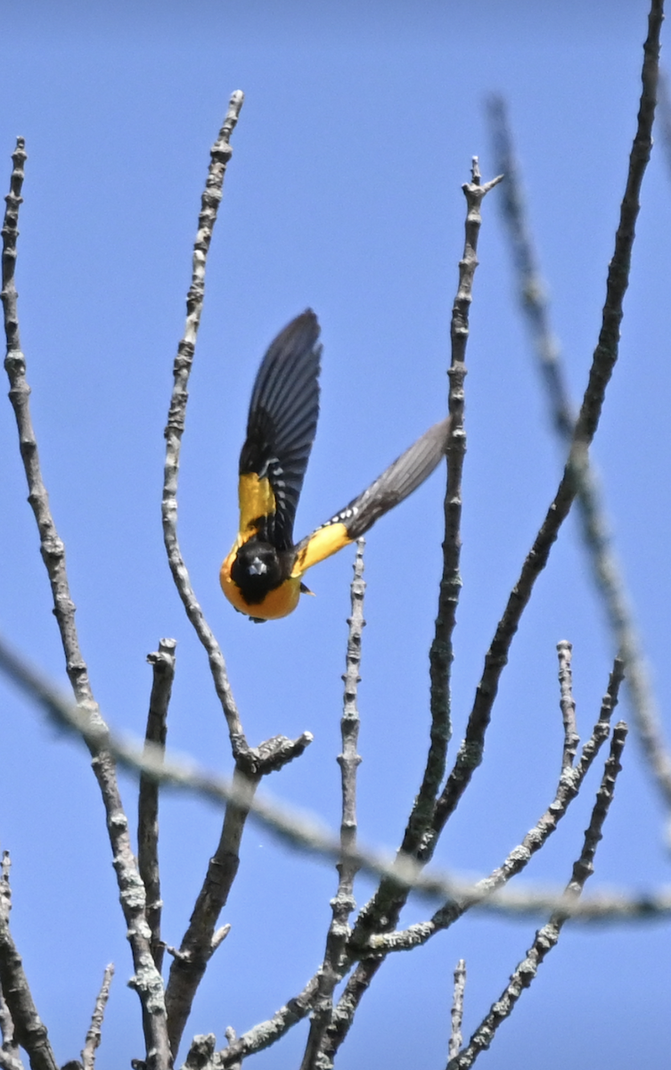 Baltimore Oriole - Sylvie Rioux