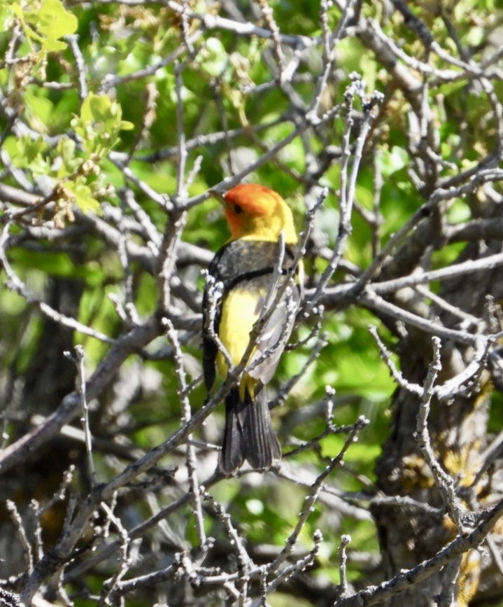 Western Tanager - Erin Jones