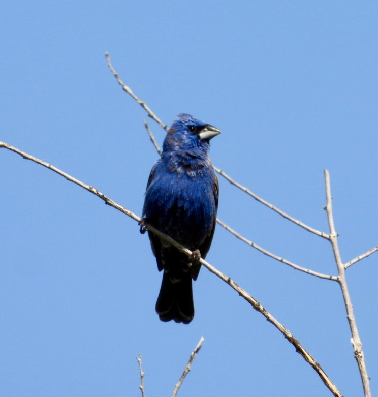 Blue Grosbeak - Erin Jones