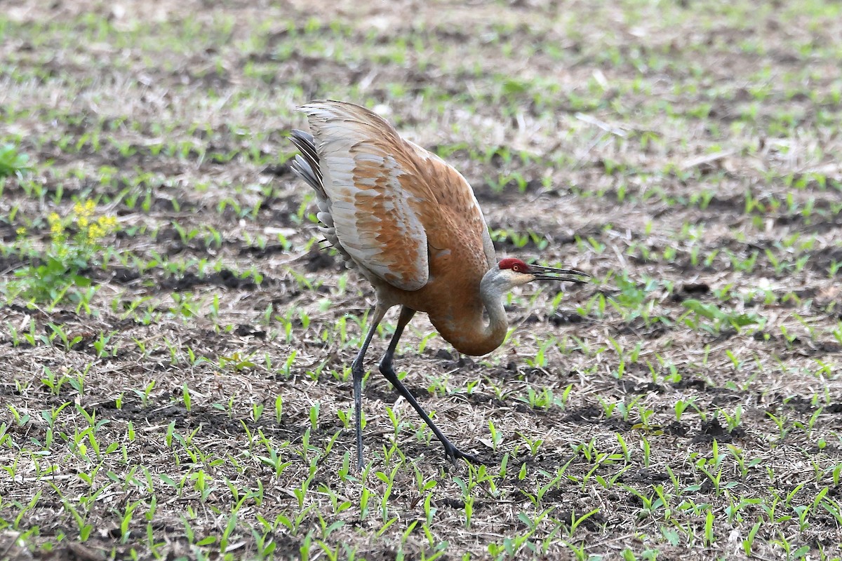 Sandhill Crane - Darcy Pinotti