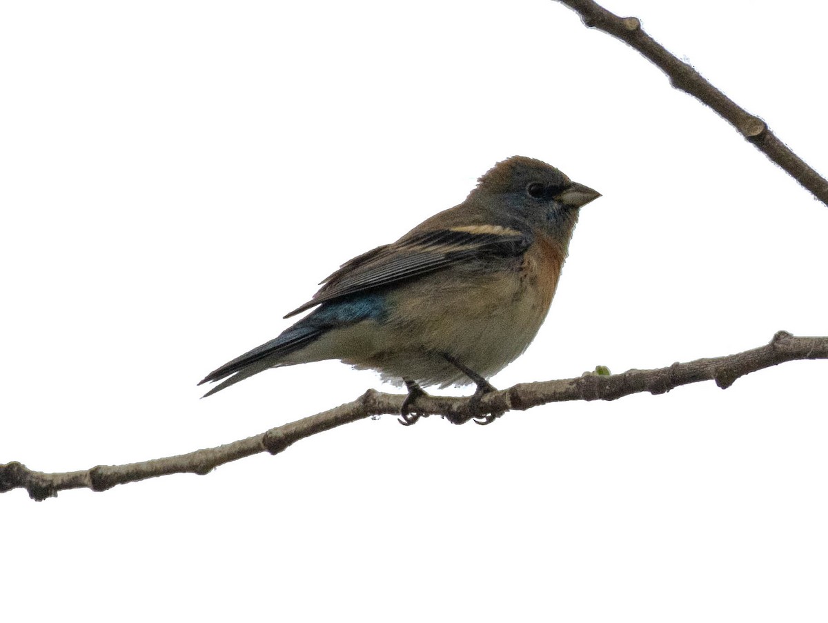 Lazuli Bunting - Christine Jacobs