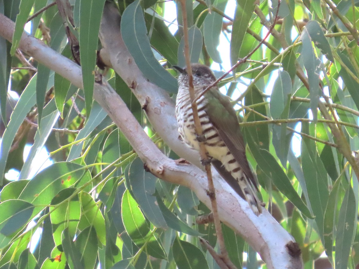 Shining Bronze-Cuckoo - Stuart Ling