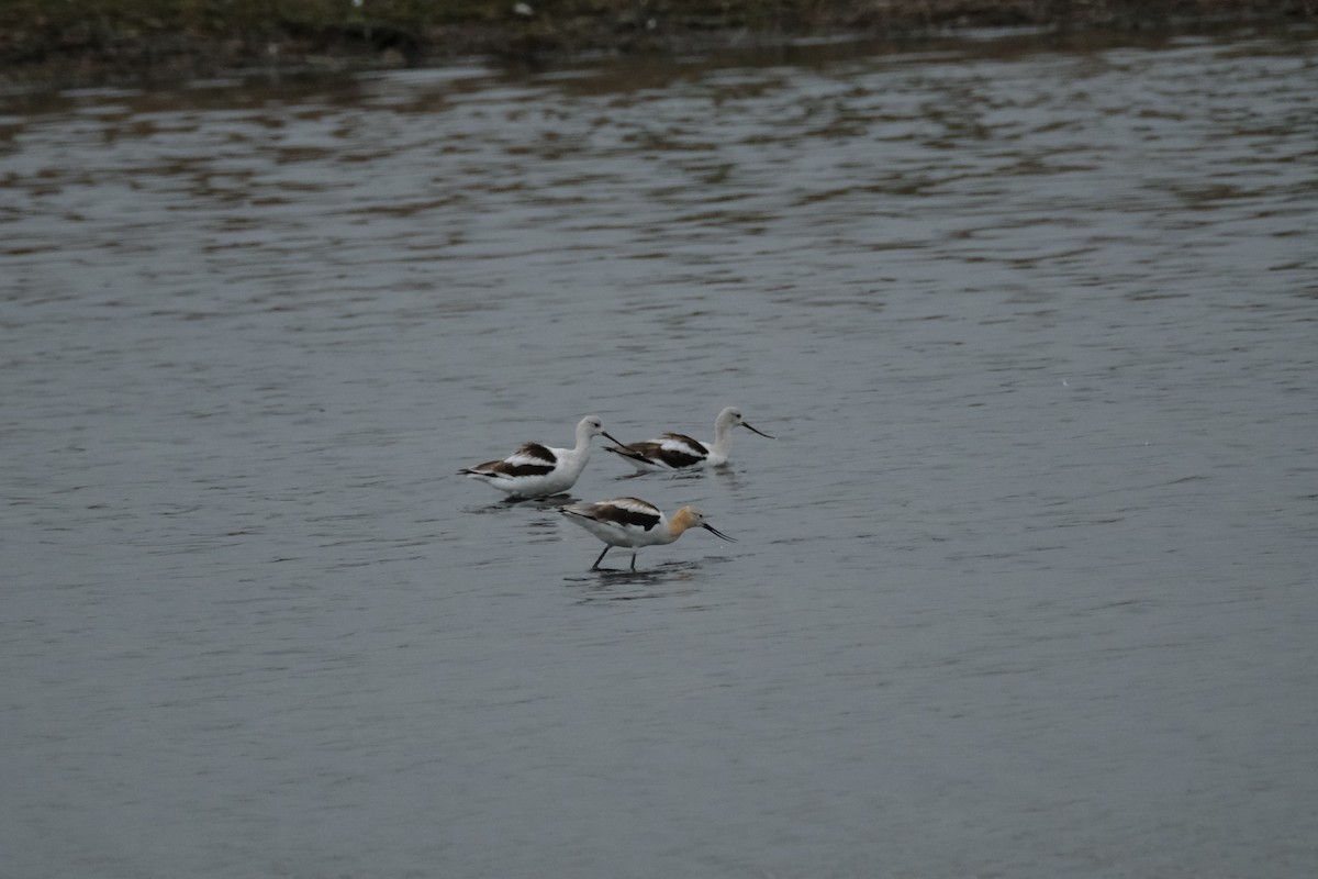 Avocette d'Amérique - ML619645058