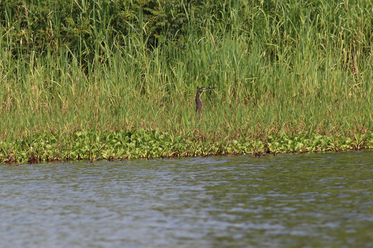 Bare-throated Tiger-Heron - ML619645066