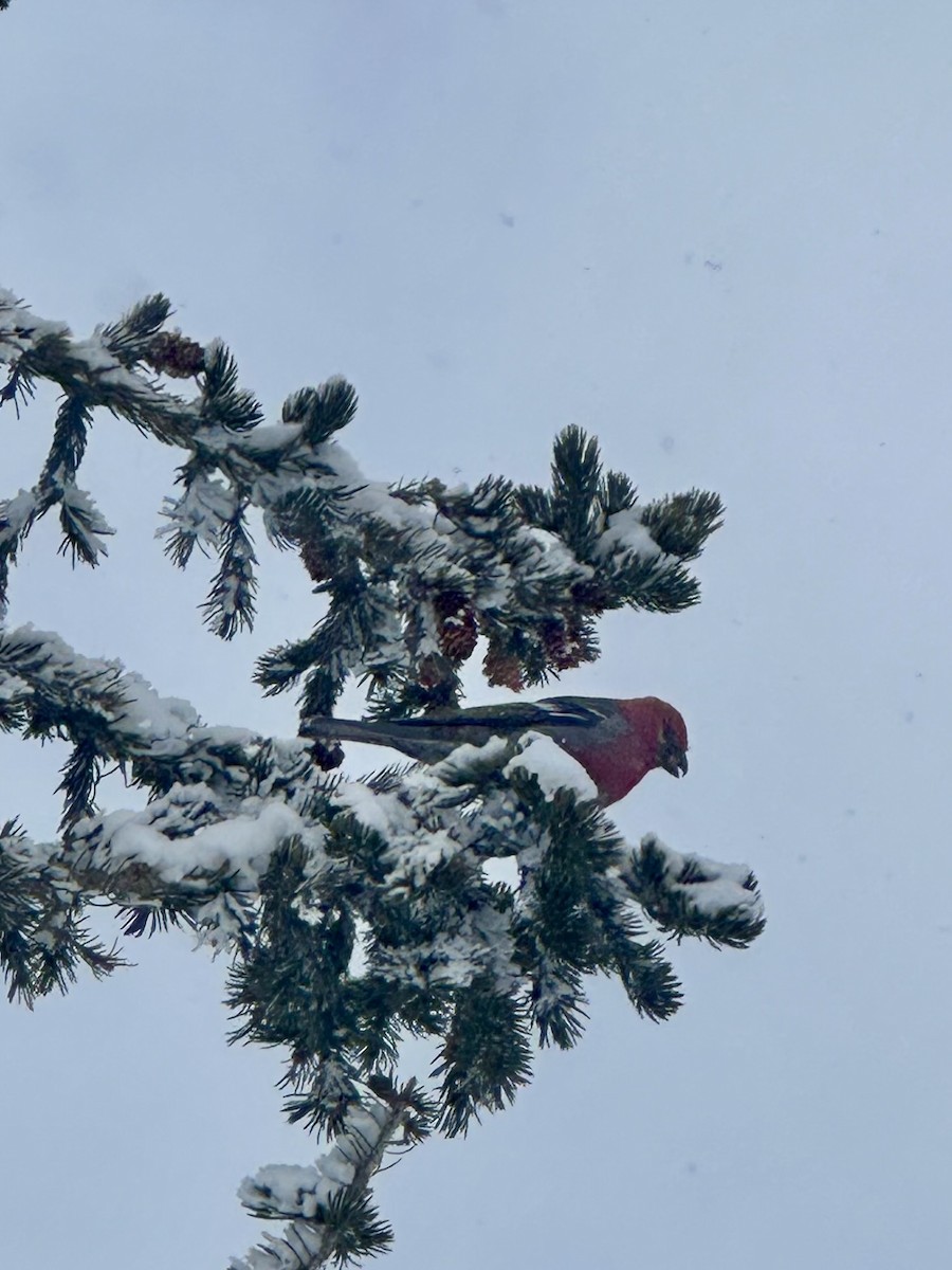 Pine Grosbeak - Matt Alexander