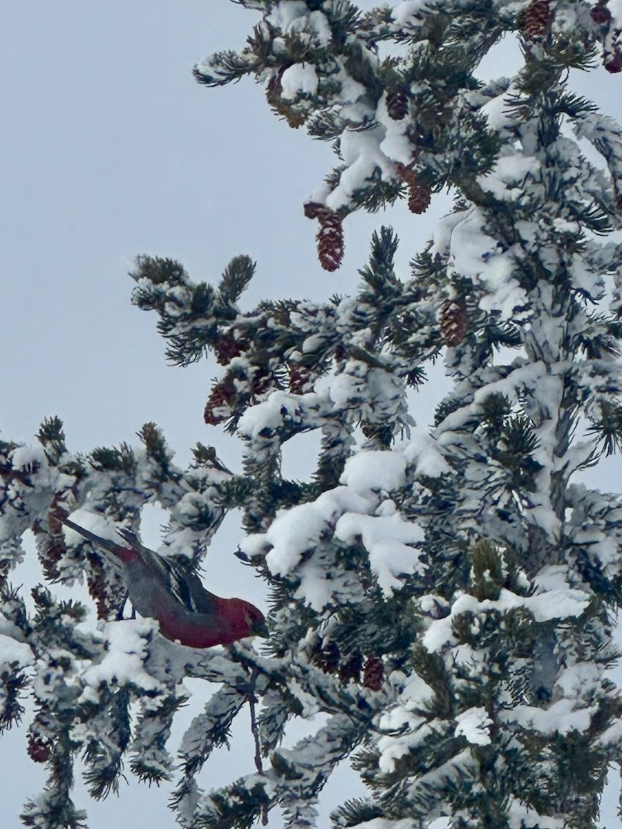 Pine Grosbeak - Matt Alexander