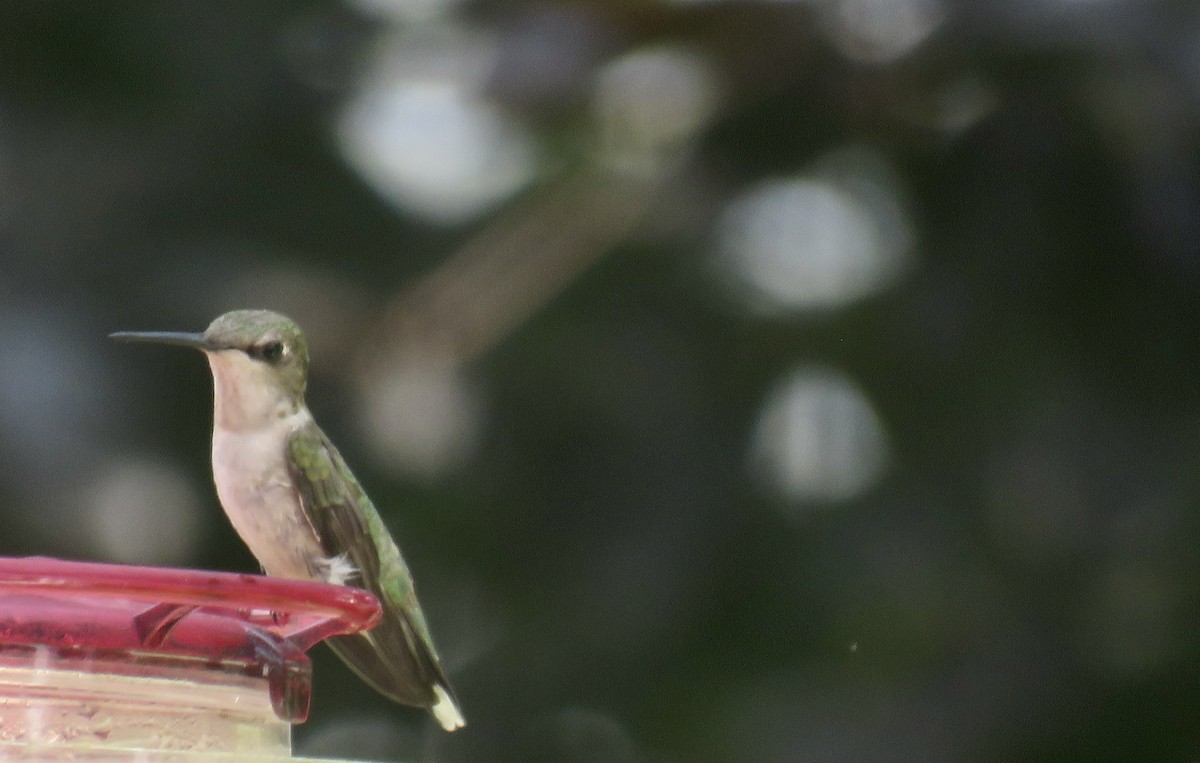 Ruby-throated Hummingbird - ML619645069