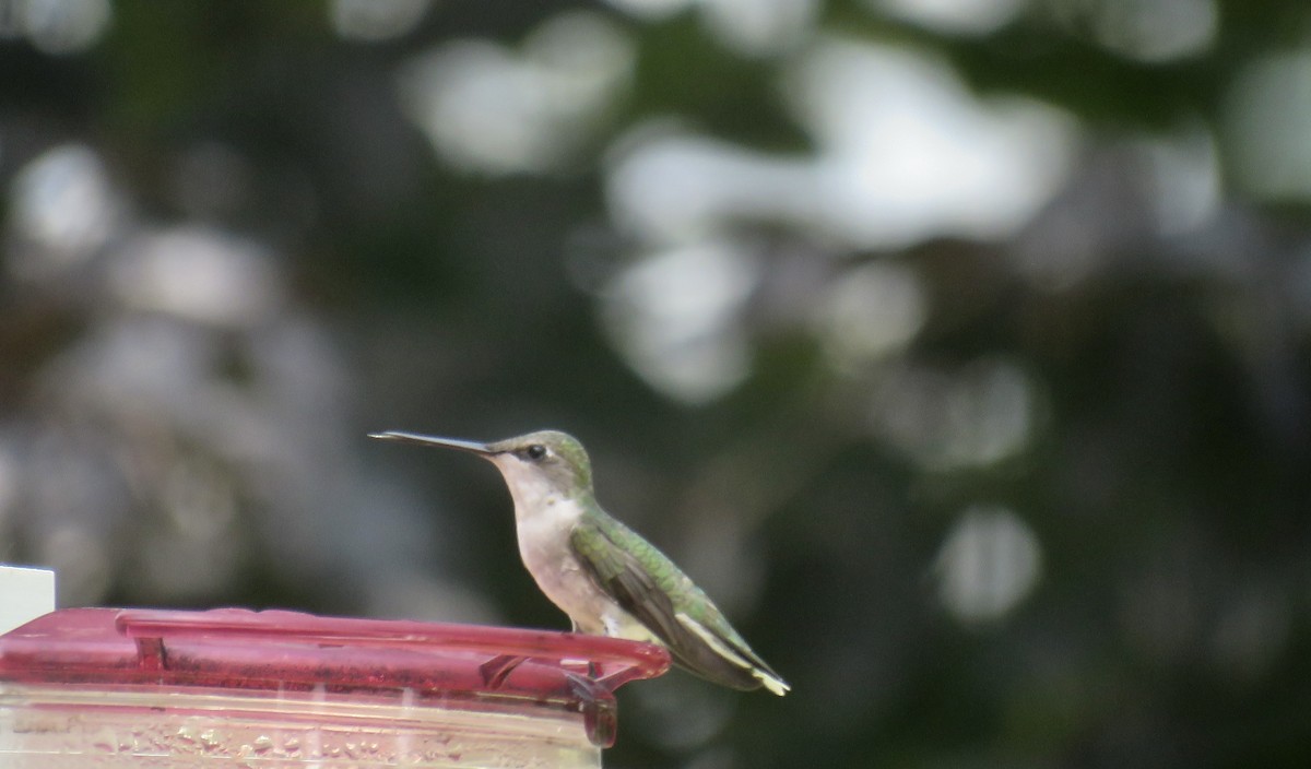 Ruby-throated Hummingbird - ML619645070