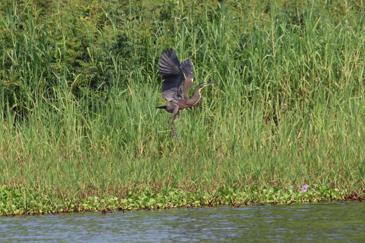 Bare-throated Tiger-Heron - ML619645072