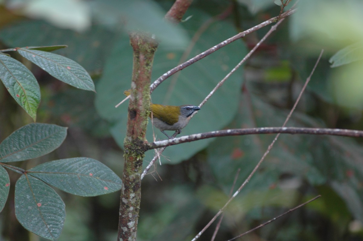 Buff-throated Saltator - Francisco Sornoza