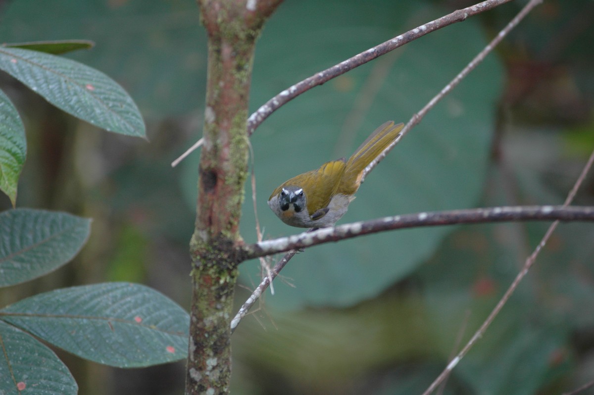 Buff-throated Saltator - Francisco Sornoza