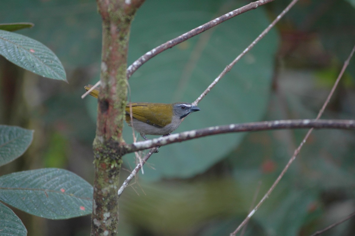 Buff-throated Saltator - Francisco Sornoza