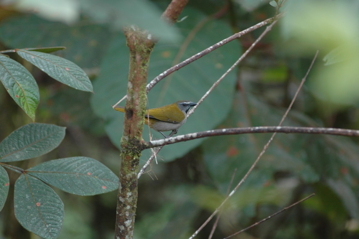 Buff-throated Saltator - Francisco Sornoza