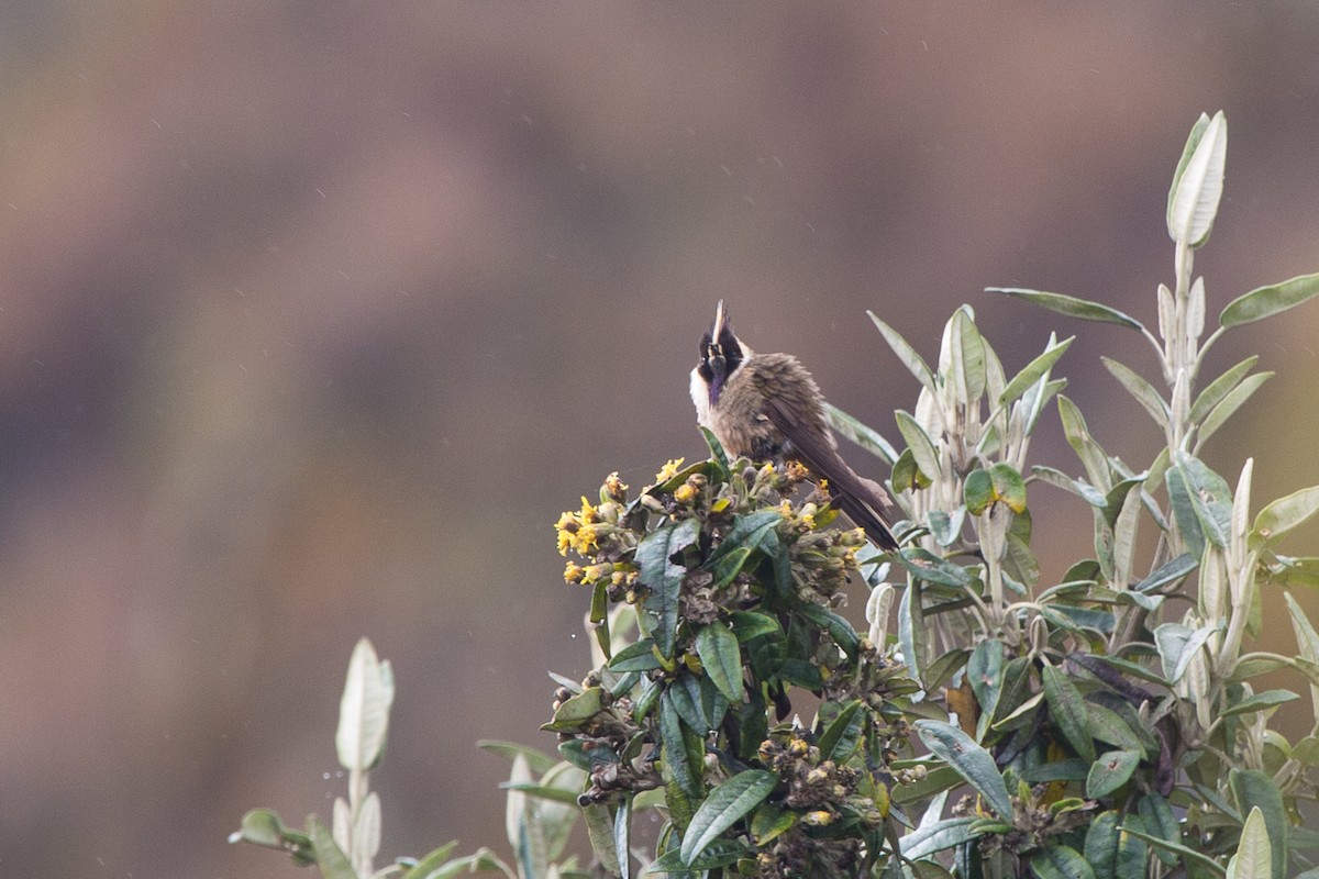 Colibrí Chivito del Nevado del Ruiz - ML619645100