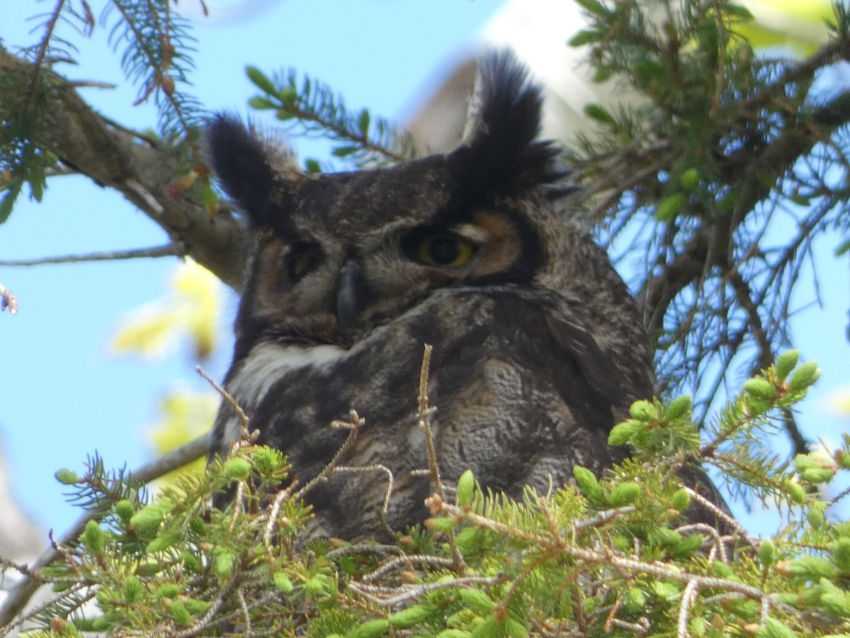 Great Horned Owl - M A Boyd