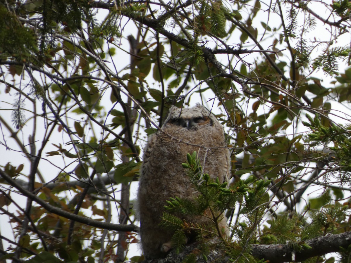 Great Horned Owl - M A Boyd