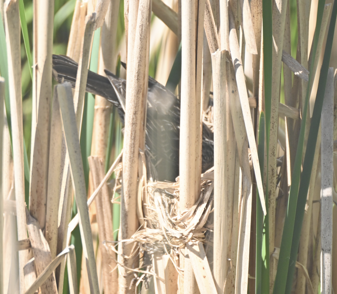 Red-winged Blackbird - Sylvie Rioux