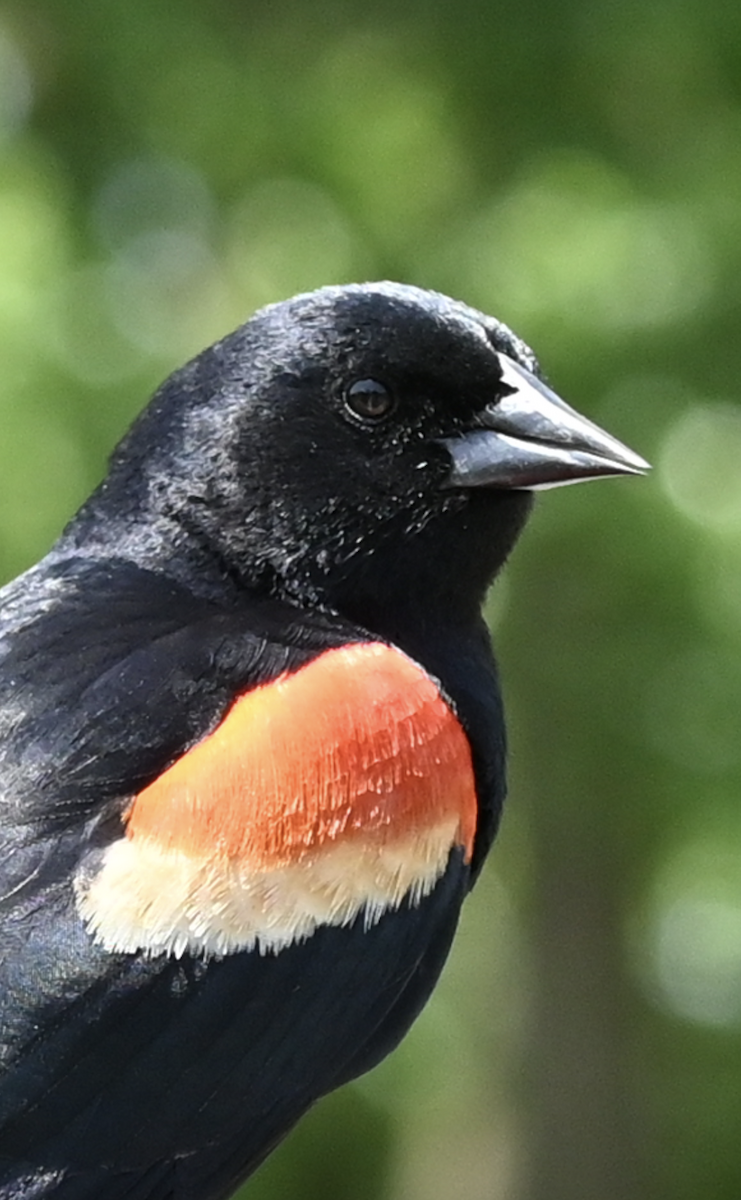 Red-winged Blackbird - Sylvie Rioux