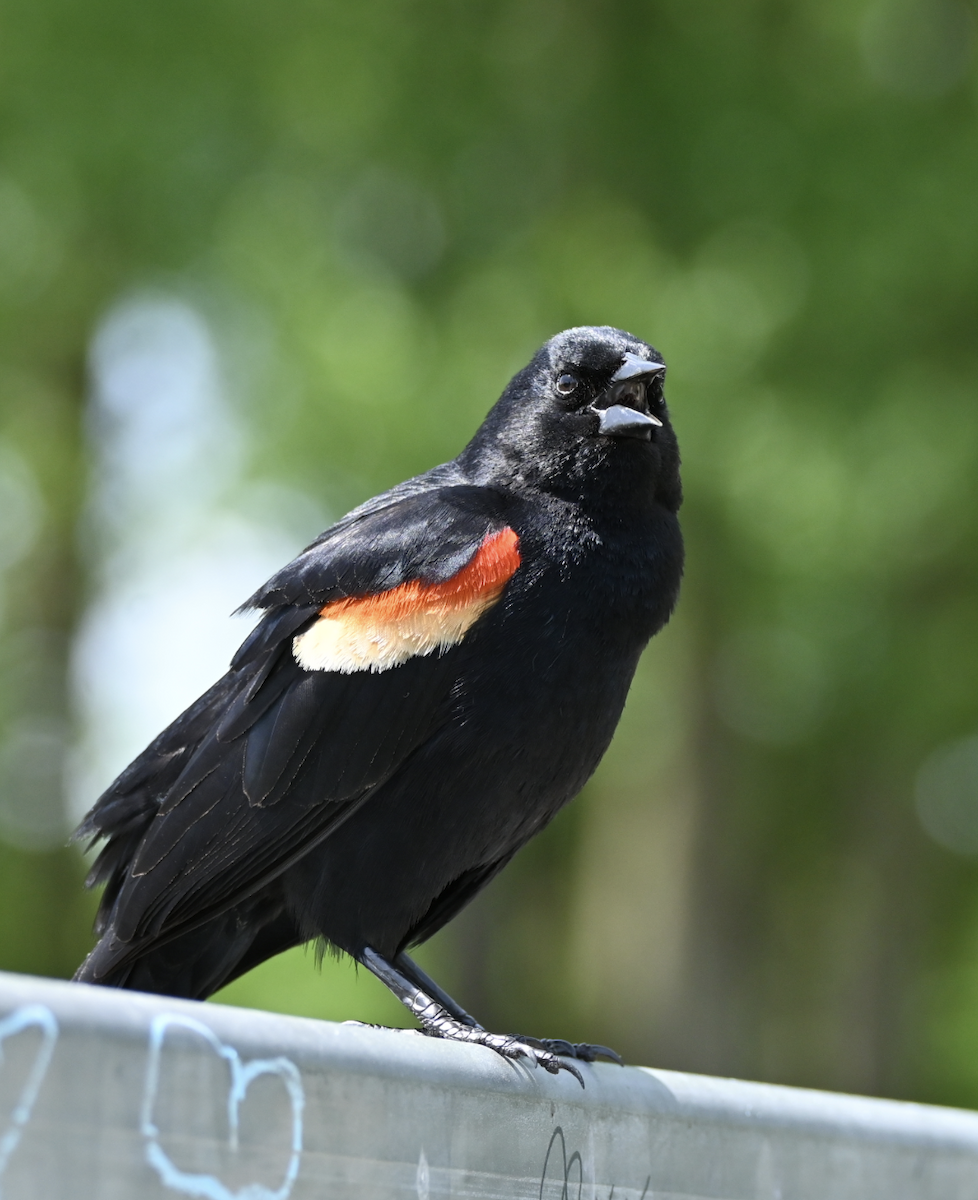 Red-winged Blackbird - Sylvie Rioux