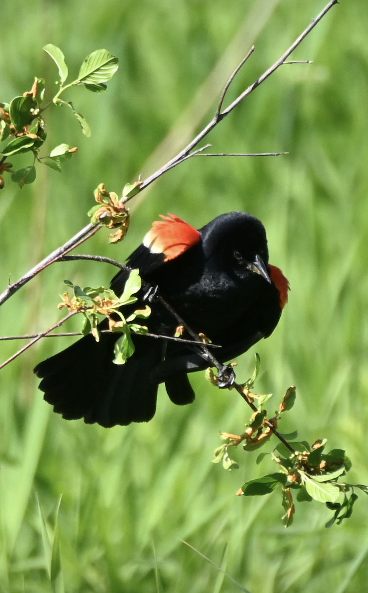 Red-winged Blackbird - Sylvie Rioux