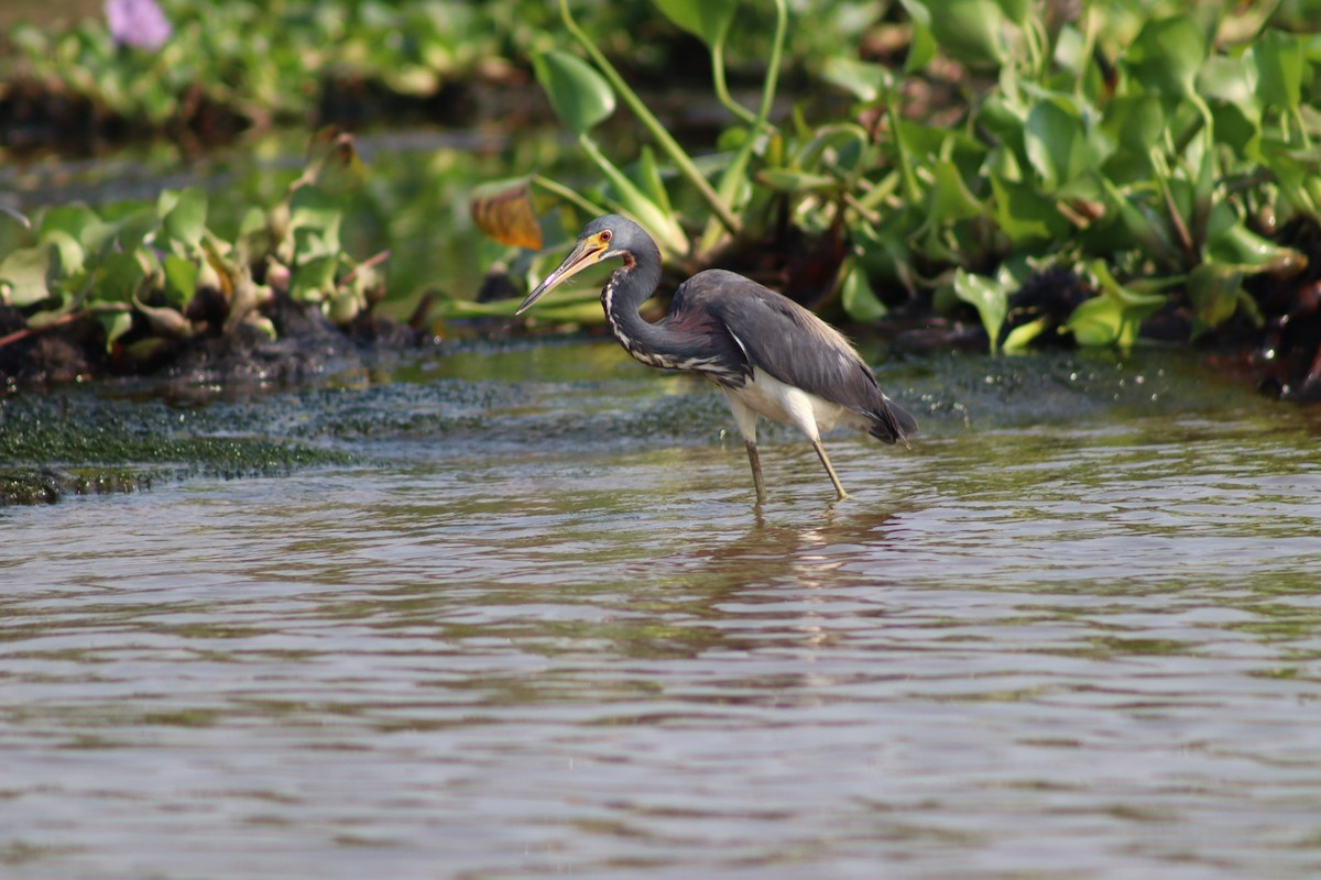 Tricolored Heron - Luz Mariana Martínez Barrera