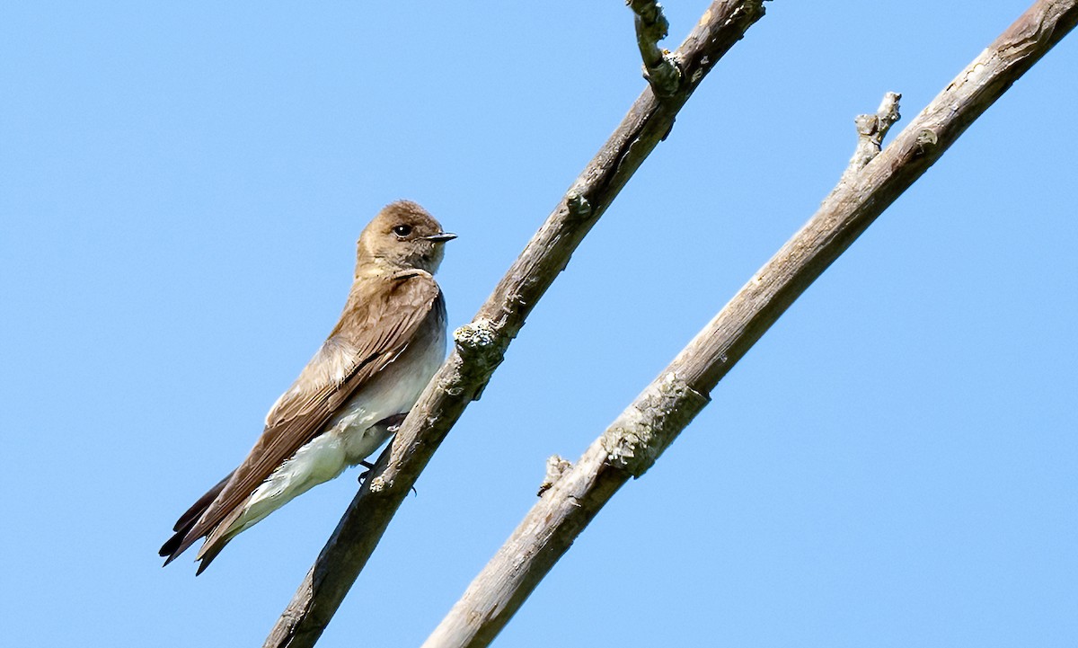 Northern Rough-winged Swallow - Linda Sullivan