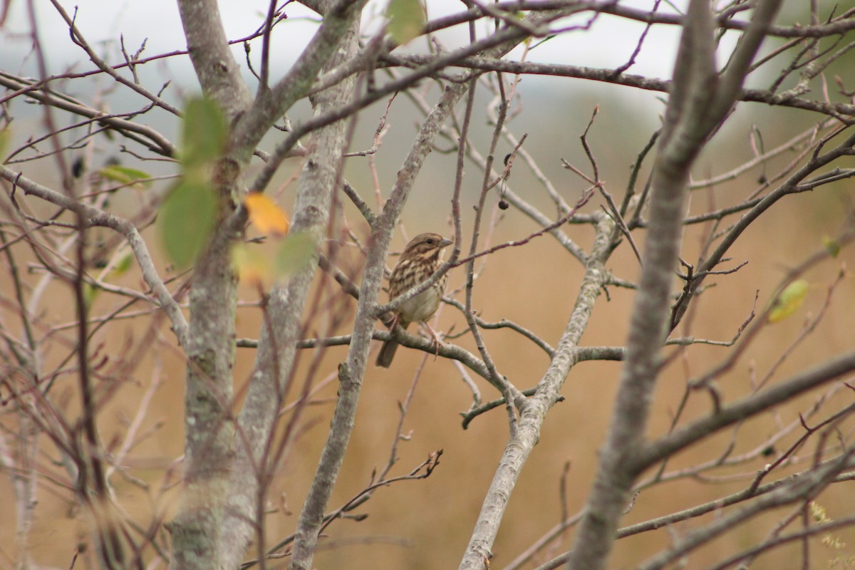 Song Sparrow - Jeff Smith