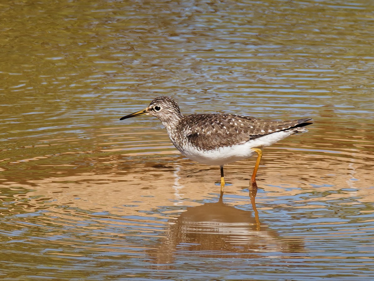 Solitary Sandpiper - Terry Miller 🦅