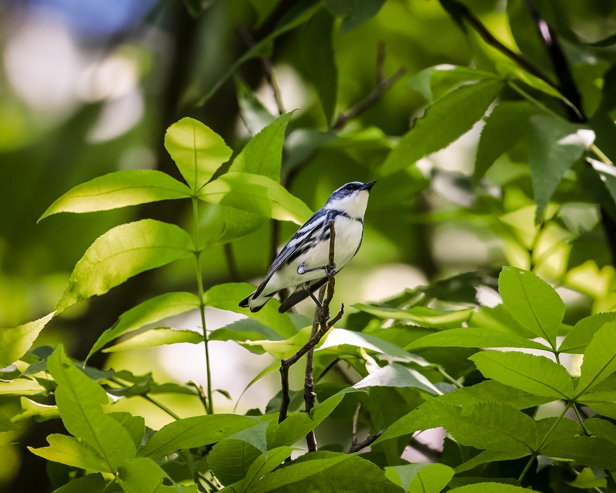 Cerulean Warbler - Tim Frye