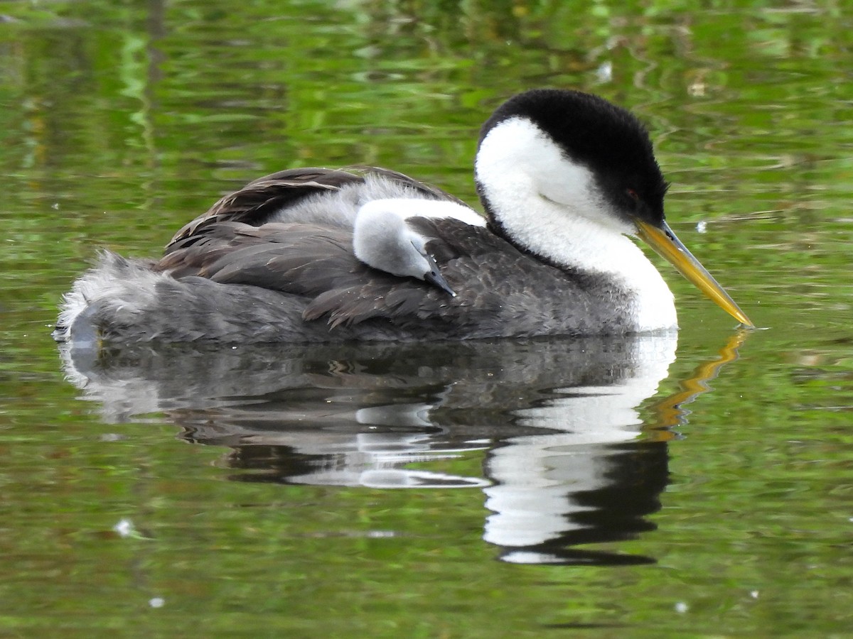 Western Grebe - Kiandra Mitchell