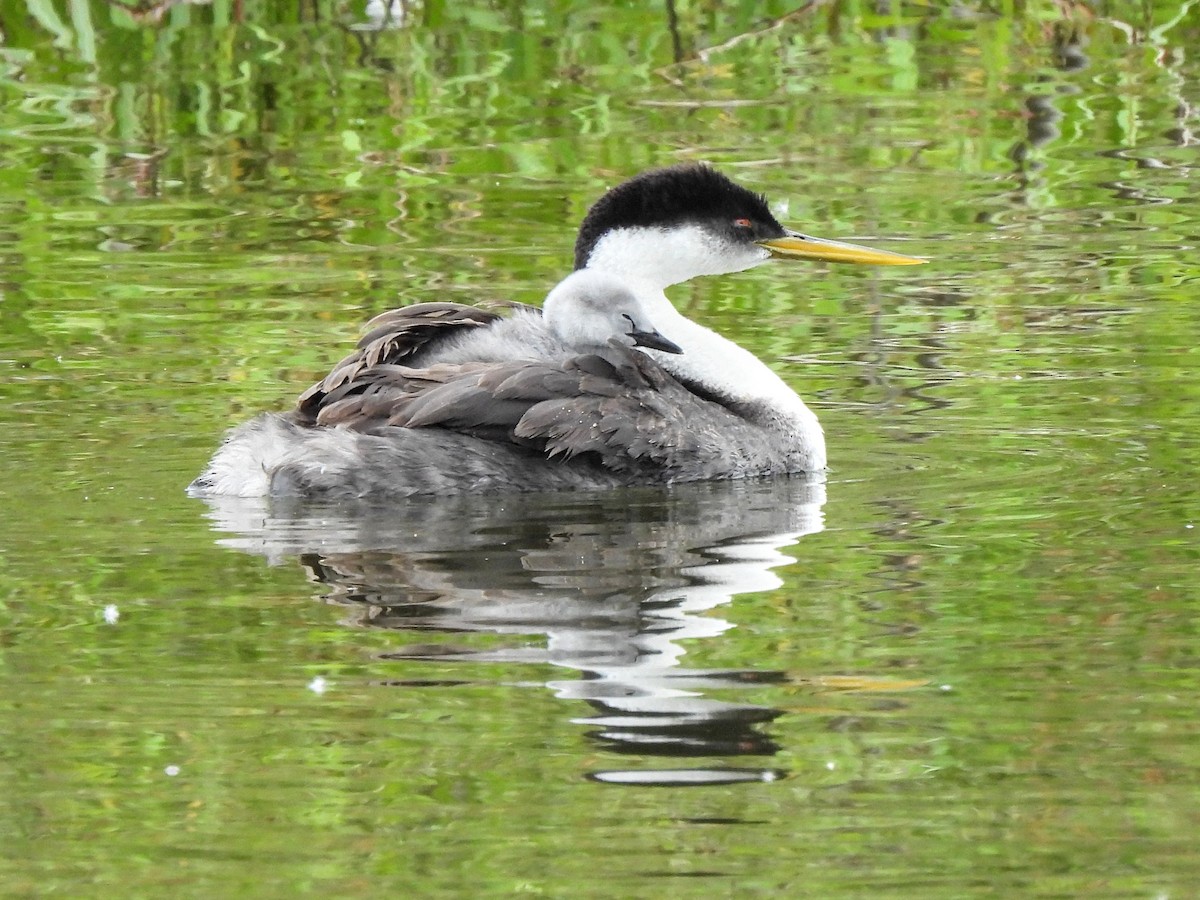 Western Grebe - Kiandra Mitchell