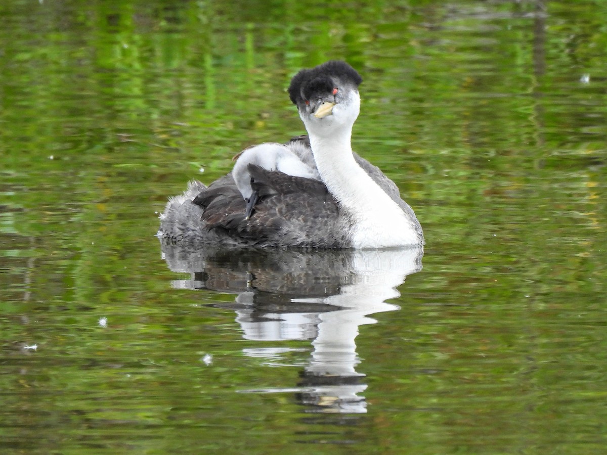 Western Grebe - Kiandra Mitchell