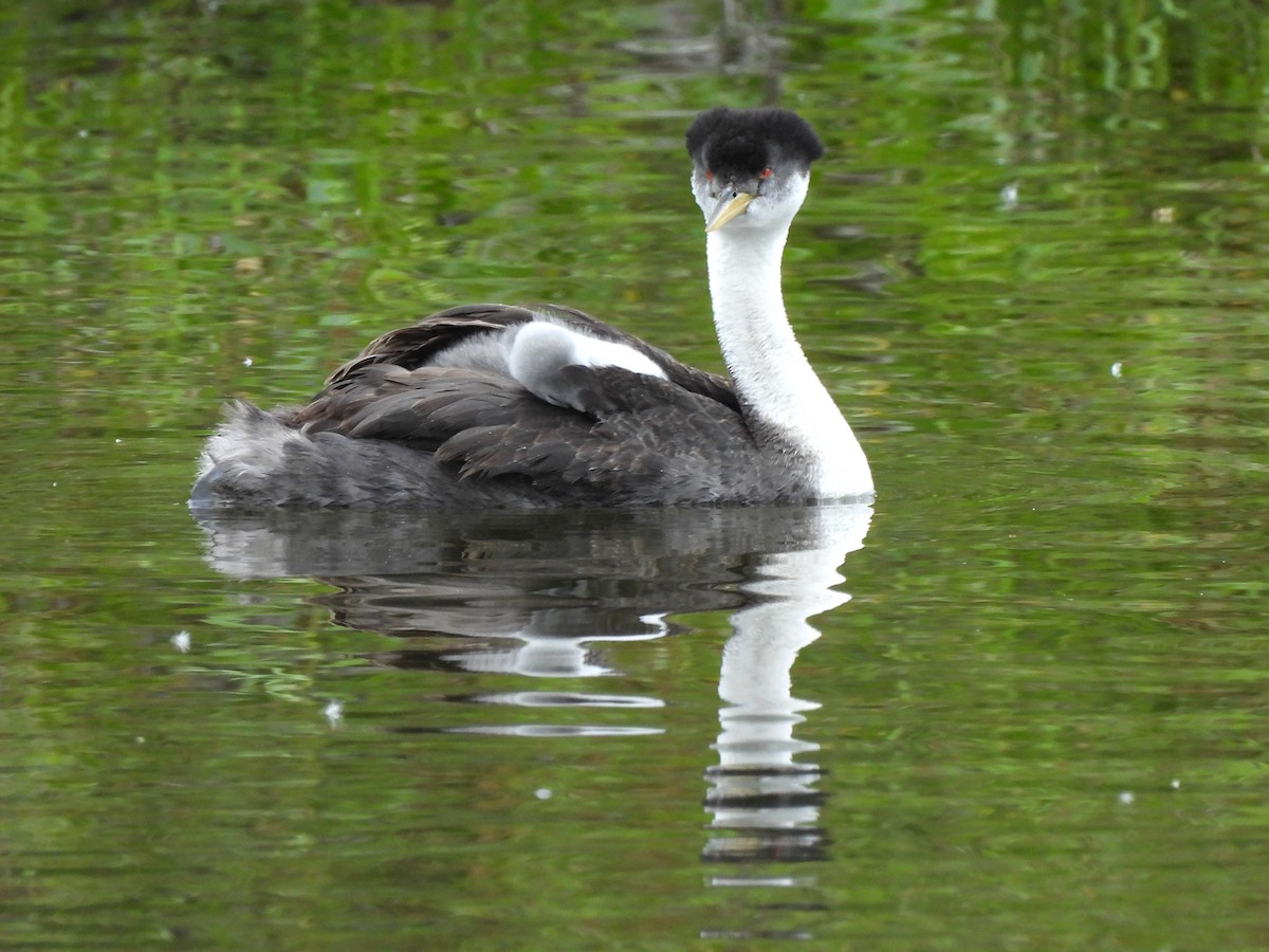 Western Grebe - Kiandra Mitchell