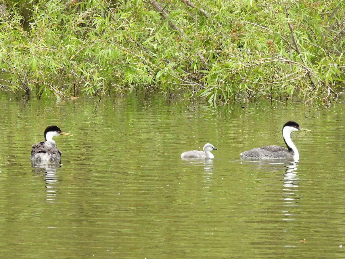 Western Grebe - Kiandra Mitchell