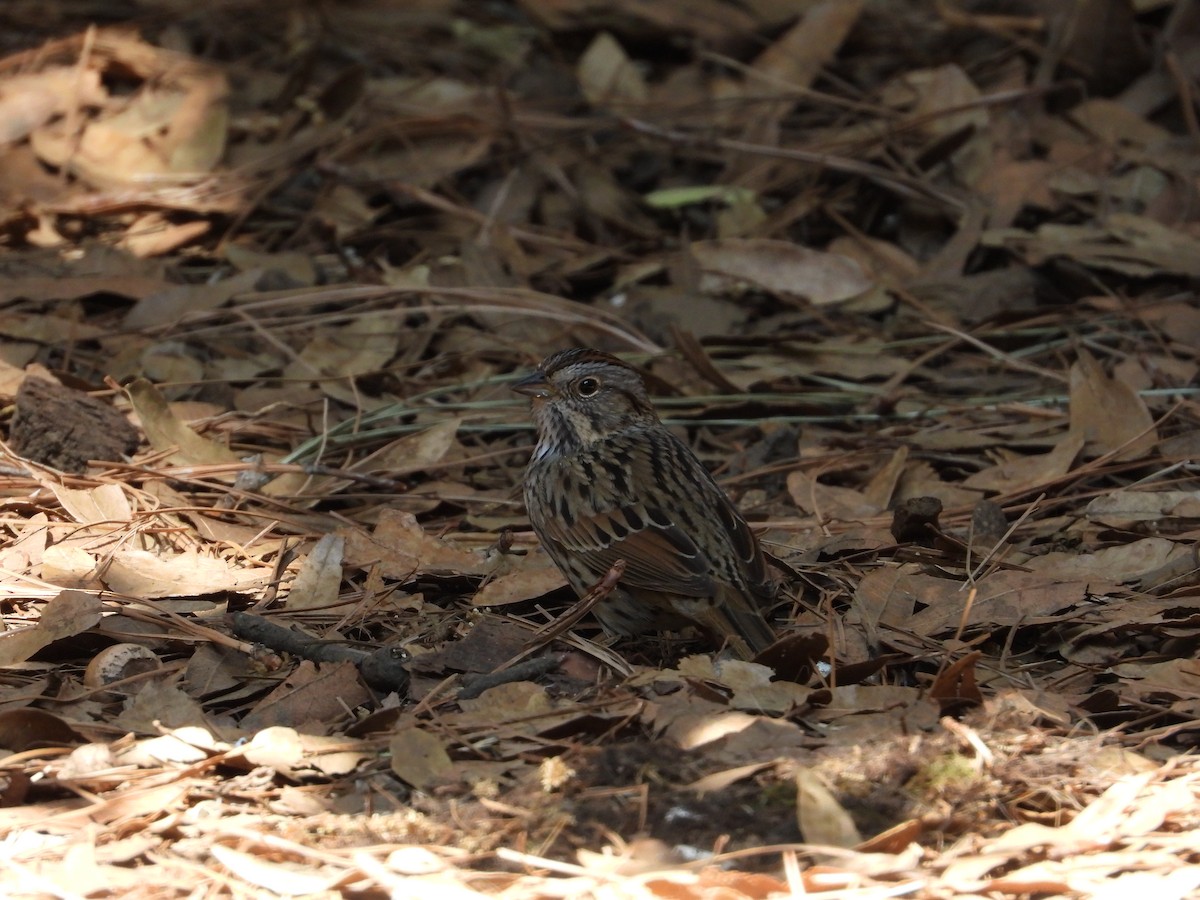 Lincoln's Sparrow - ML619645144